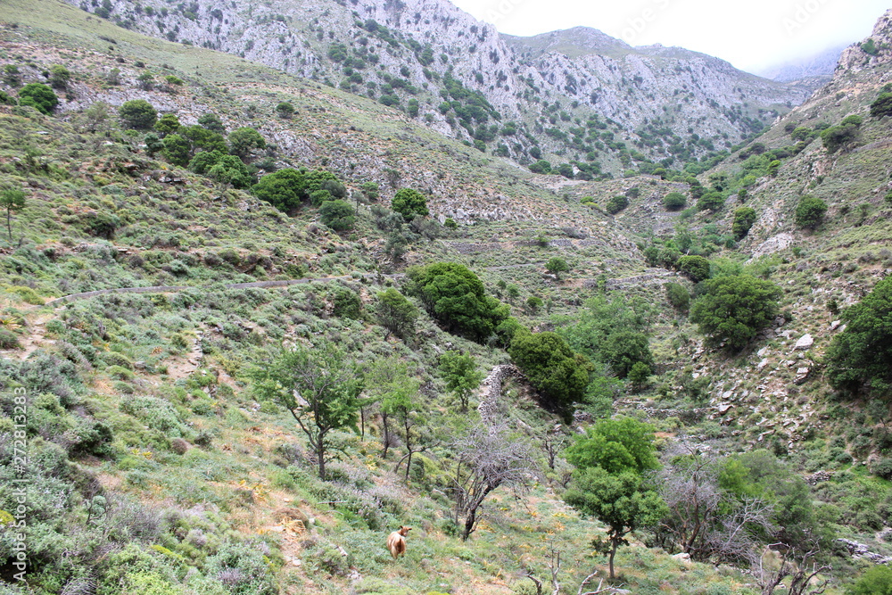 Naklejka premium Kreta, Kavousi, Wanderweg