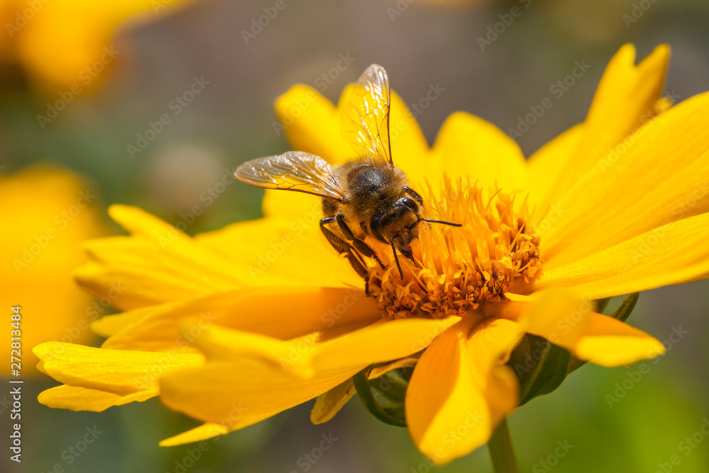 A bee on a blossom of coneflowers (rudbeckia) A bee on a blossom of coneflowers (rudbeckia)