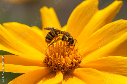 A bee on a blossom of coneflowers (rudbeckia) © jokuephotography