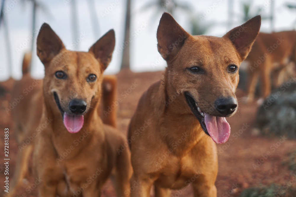 Beautiful dogs on a beautiful lawn play. Puppy runs with his mother outdoors. Pets are walking free. Beautiful dogs on a beautiful lawn play. Puppy runs with his mother outdoors. Pets are walking free.