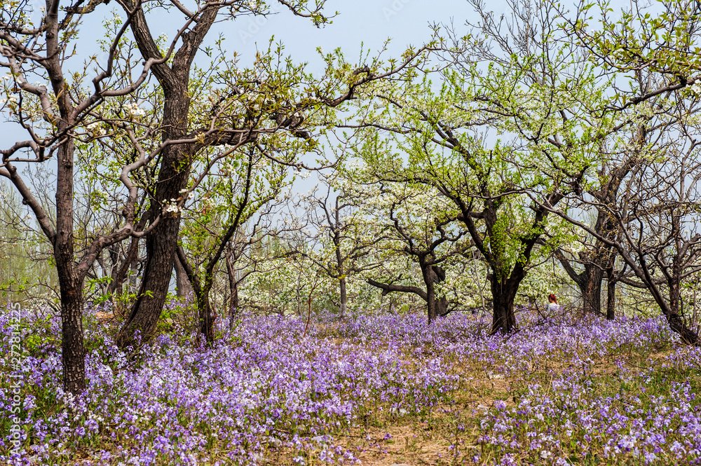 Fototapeta premium Spring flowering landscape of pear trees in Qianxi, Hebei, China