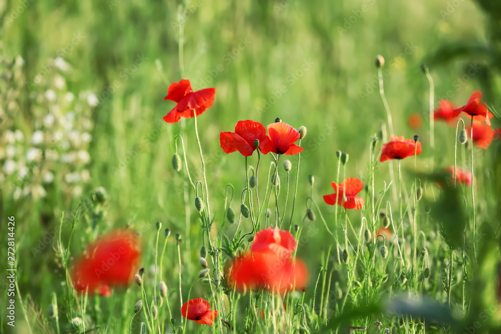 Fototapeta premium Beautiful red poppy flowers in green field