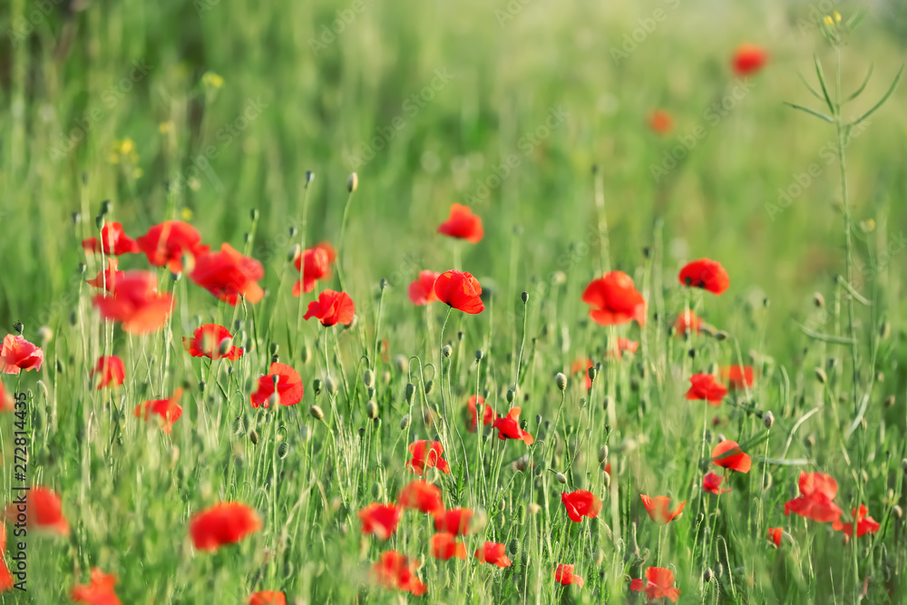 Beautiful red poppy flowers in green field