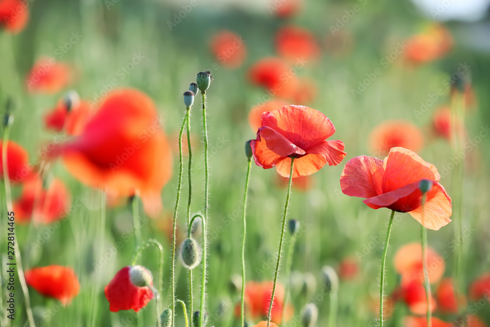 Obraz premium Beautiful red poppy flowers in green field
