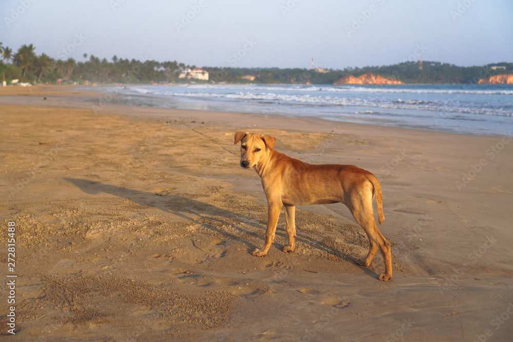 Beautiful dog by the sea or ocean. An animal on the shores of the Indian Ocean in Shrilanka. The pet walks free. Beautiful dog by the sea or ocean. An animal on the shores of the Indian Ocean in Shrilanka. The pet walks free.