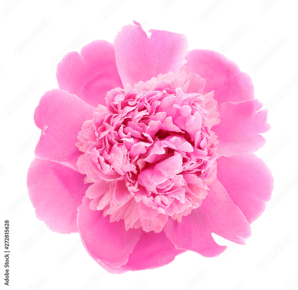 Beautiful peony flower on white background Beautiful peony flower on white background