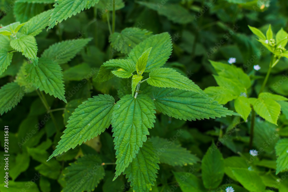 wild nettle grows in the forest. usefulness of the herbs wild nettle grows in the forest. usefulness of the herbs