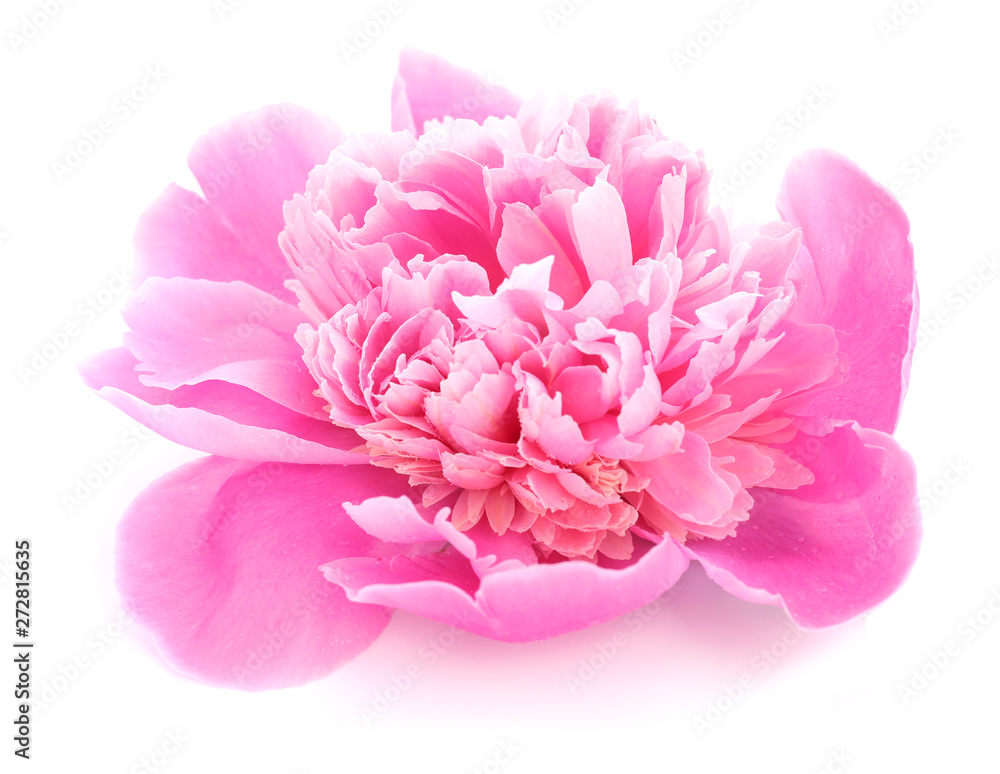 Beautiful peony flower on white background Beautiful peony flower on white background