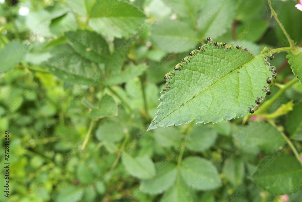 バラの葉を食べる虫 - Caterpillars eating the rose leaf バラの葉を食べる虫 - Caterpillars eating the rose leaf
