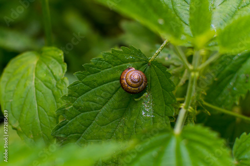 little snail sitting on nettles in the forest close-up