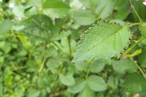 バラの葉を食べる虫 - Caterpillars eating the rose leaf