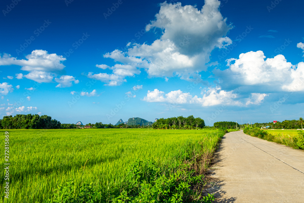 Rice fields rubber trees Mountains and blue sky at Phatthalung Thailand.