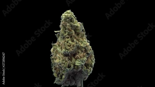 Cannabis, Rollex OG, Rotate, Strain Bud