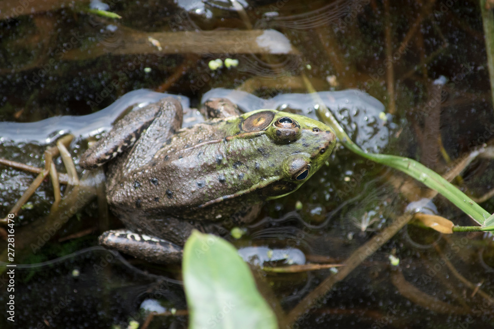 Green Frog Green Frog