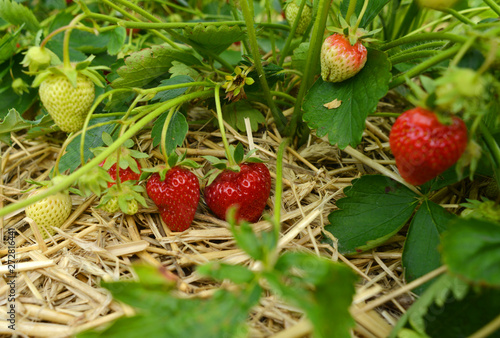 Strawberries growing on a field in summer