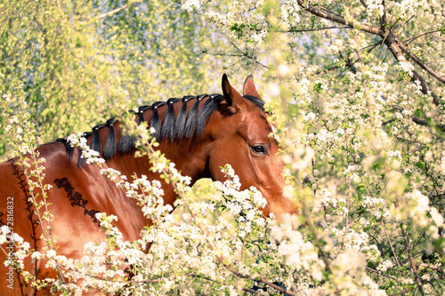 portrait of a horse among the blossom trees photo