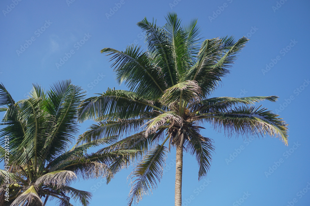 Beautiful exotic tropical palm trees against the sky in the rays of the sun. The theme of travel and holidays in Asia. Stock background Beautiful exotic tropical palm trees against the sky in the rays of the sun. The theme of travel and holidays in Asia. Stock background