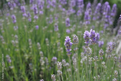 field of purple lavender flowers