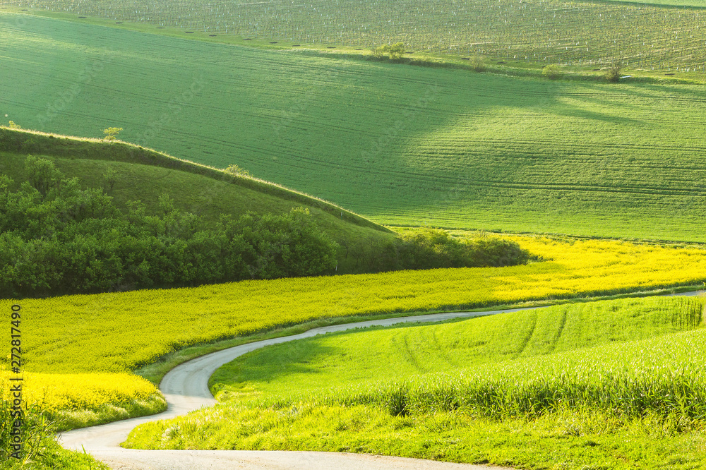 Fototapeta premium Landcsape with a countryside road among fields of yellow rapeseed flowers, green grass and wheat growing on the hills.
