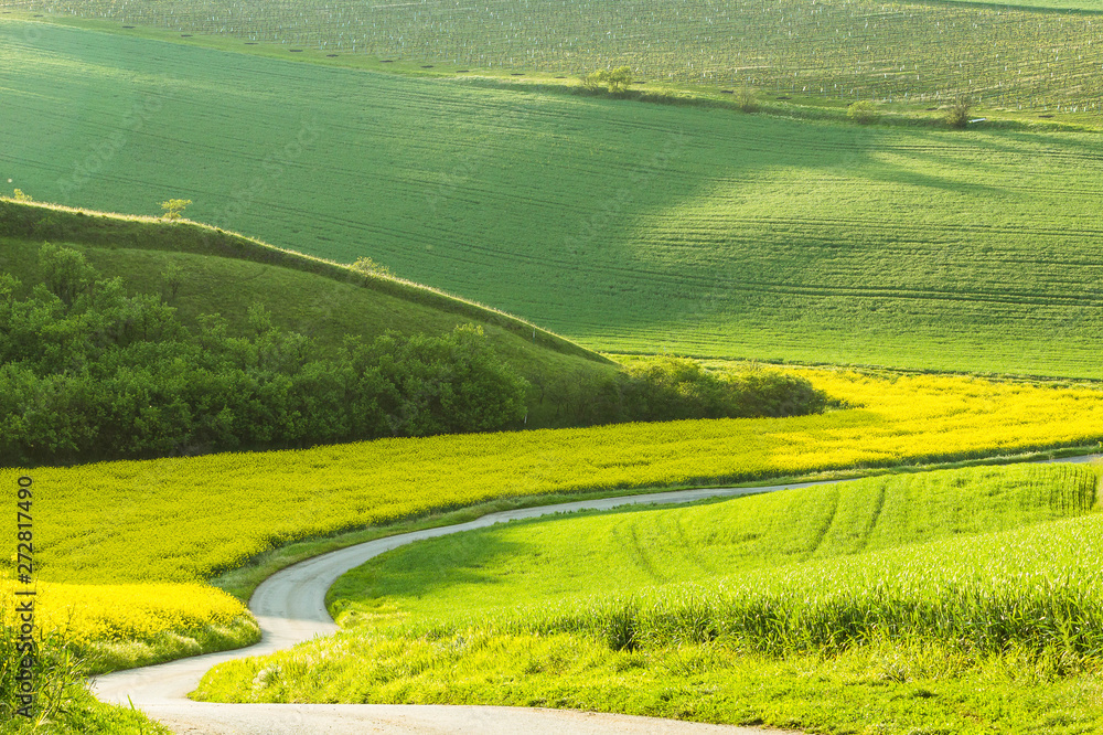 Landcsape with a countryside road among fields of yellow rapeseed flowers, green  grass and wheat growing on the hills.