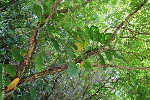 Kent Ridge Park - Singapore