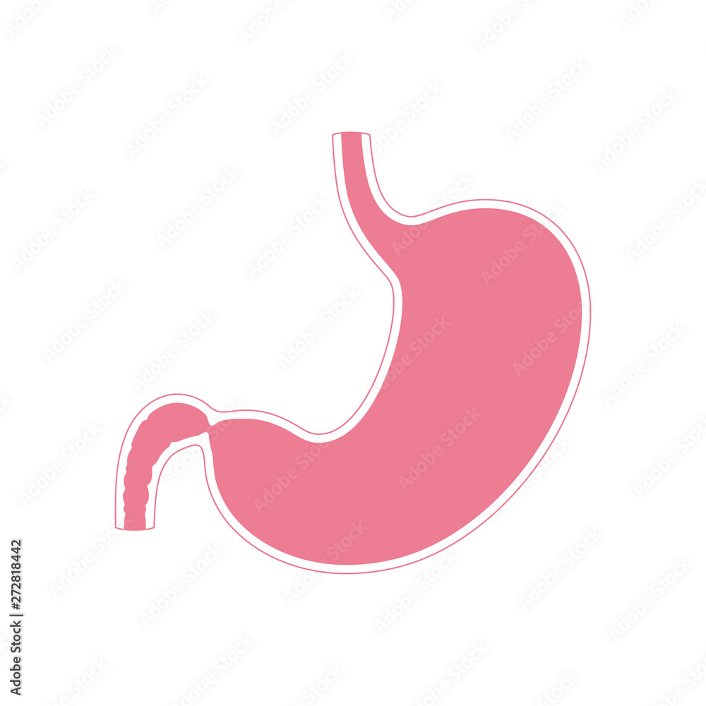 Vector isolated illustration of stomach Vector isolated illustration of stomach