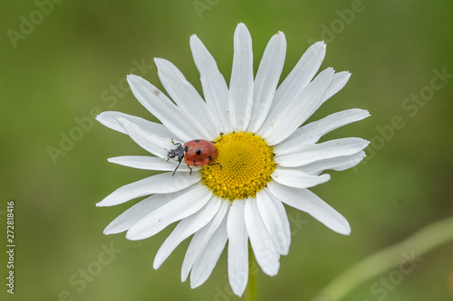 marienkäfer am meer