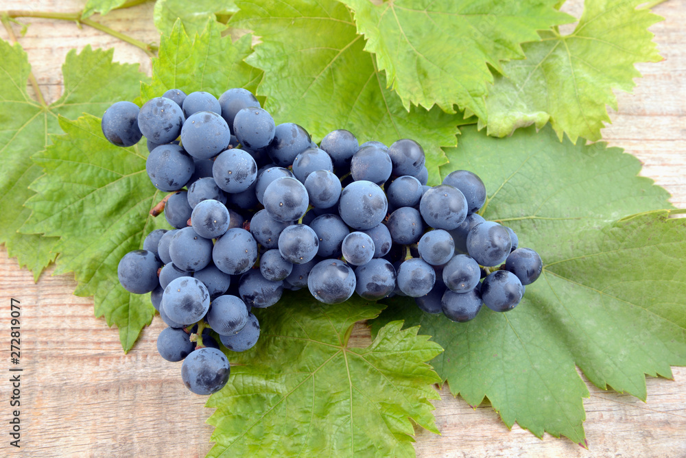 Blue muscat grapes bunch isolated on wooden background. Grapes with green leaves. Blue muscat grapes bunch isolated on wooden background. Grapes with green leaves.
