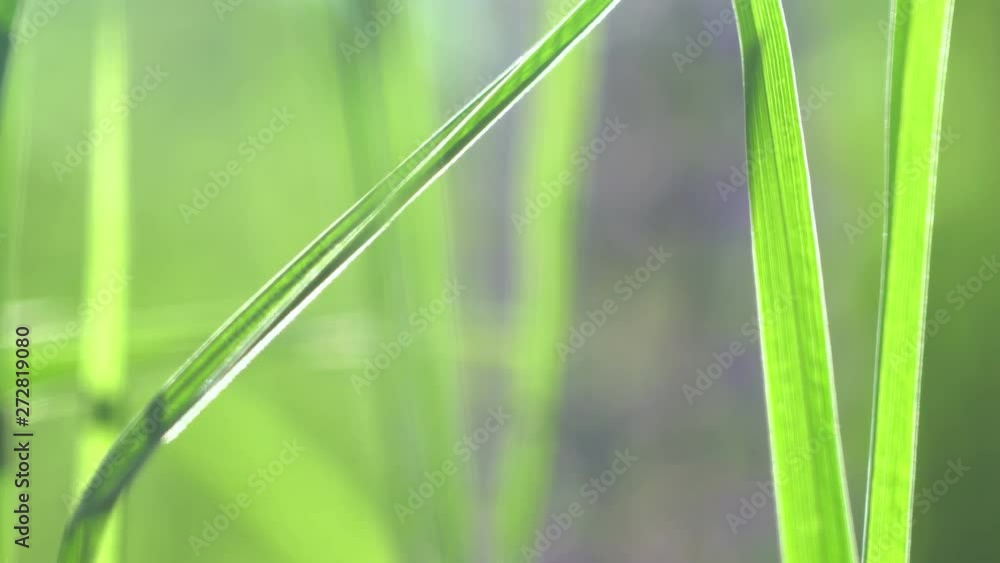 Vibrant green grass close-up. Green grass macro. Abstract natural background of green grass and beauty blurred bokeh. Summer.Beautiful view. Vibrant green grass close-up. Green grass macro. Abstract natural background of green grass and beauty blurred bokeh. Summer.Beautiful view.