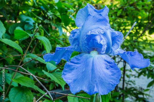 Blue Wild Orquid Flower in the Park photo