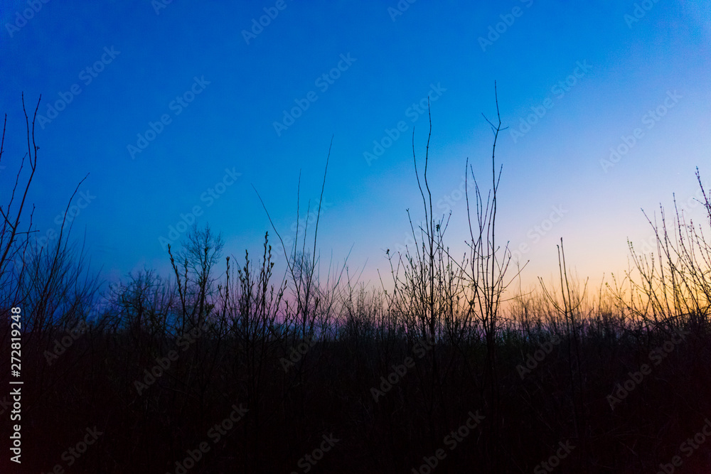 Bare bushes at dusk, colorful sunset Bare bushes at dusk, colorful sunset