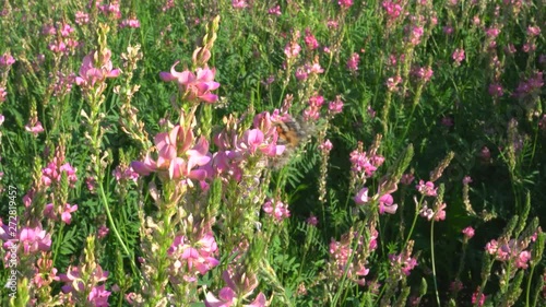 Onobrychis viciifolia inflorescence, common sainfoin with pink flowers. Wild pink flowers photo