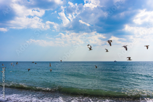 Flying seagulls on the background of calm sea © Daria Artemova