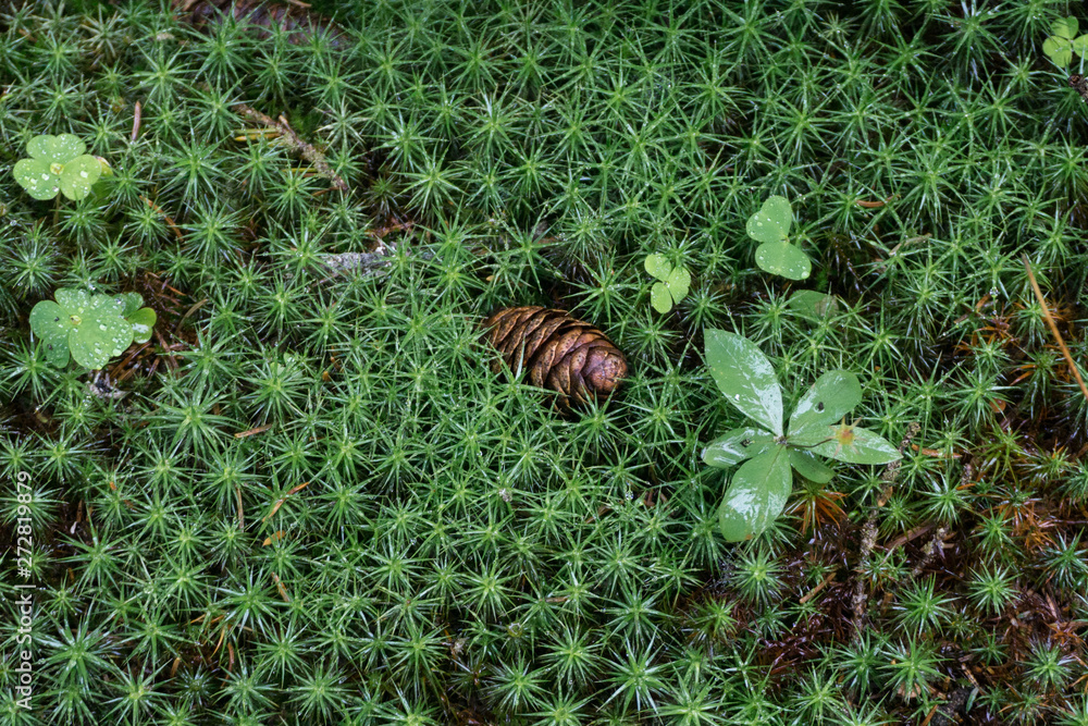 Cone lies in the moss and grass Cone lies in the moss and grass