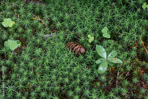 Cone lies in the moss and grass