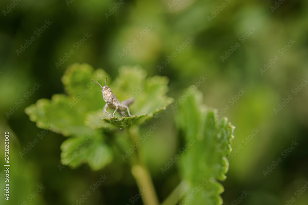 Portrait of a grasshopper on a gooseberry bush Portrait of a grasshopper on a gooseberry bush