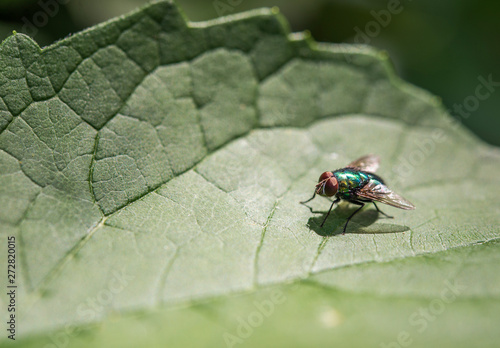 Shiny greenish fly on a leaf
