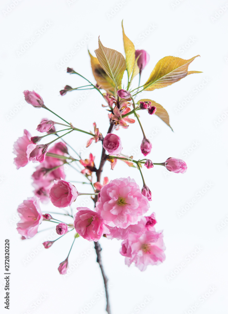 Isolated branch of blooming sakura tree Isolated branch of blooming sakura tree