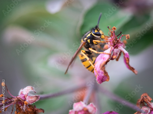 Wasp on a decaying pink flower of an apple tree