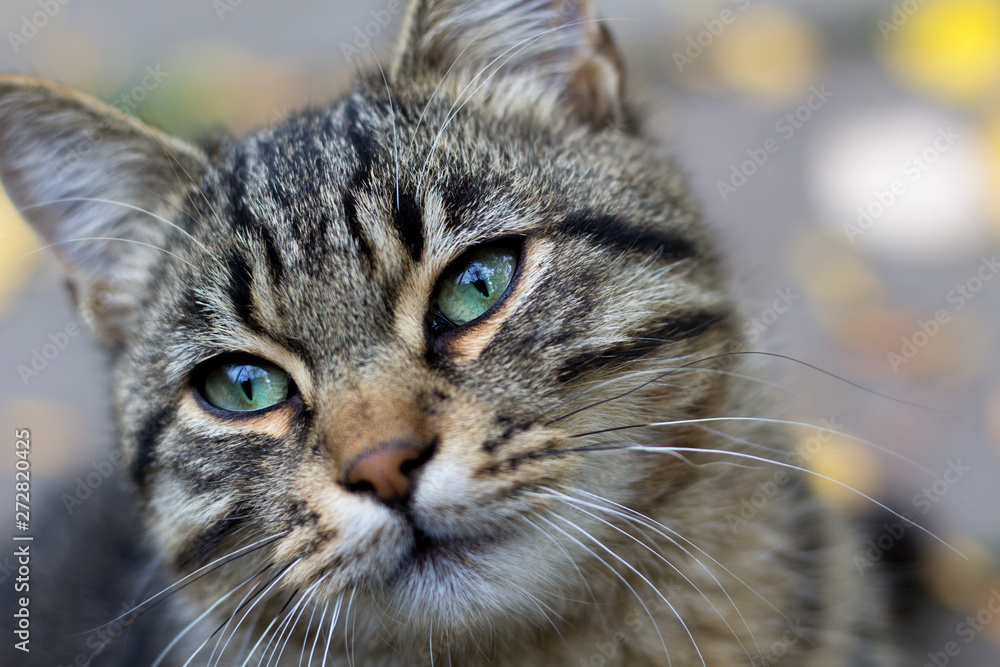 portrait of tabby domestic cat with green smart eyes on a white background