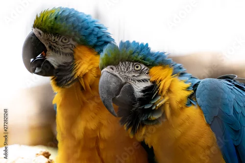 Fototapeta samoprzylepna couple de perroquets