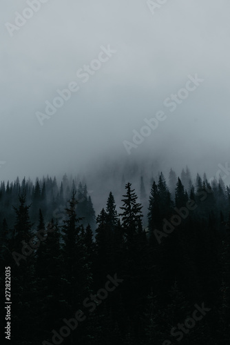 Fog around trees