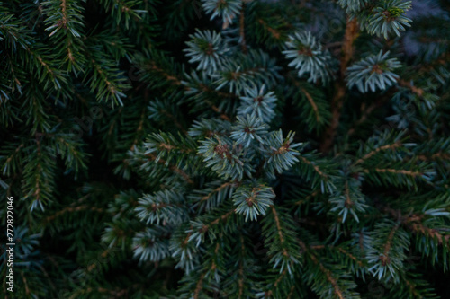 wide paws of dark green spruce