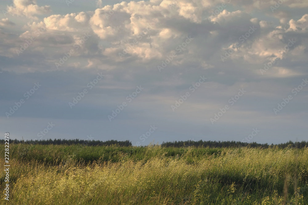Pink sunset in summer field