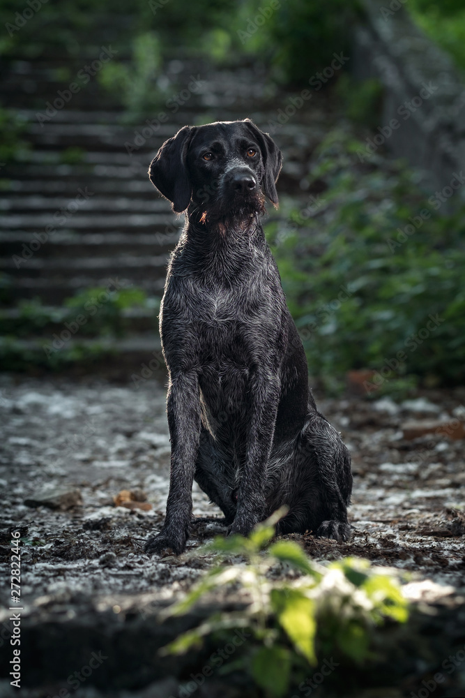 Black deutsch drahthaar is sitting in beautiful place with stairs Black deutsch drahthaar is sitting in beautiful place with stairs