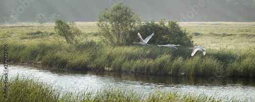 A swan flight phases over morning lake
