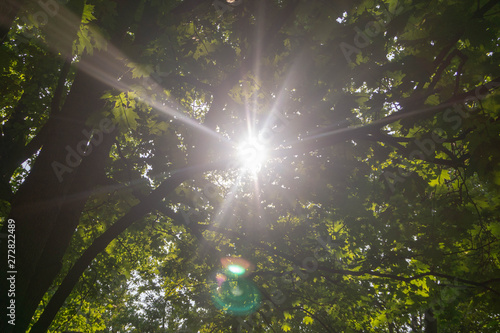 sun rays breaking through the foliage