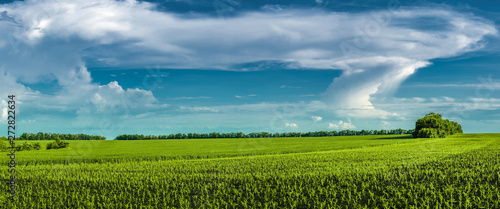 Beautiful panoramic countryside landscape with a field of young wheat and corn against the sky with bizarre clouds. © SerPhoto