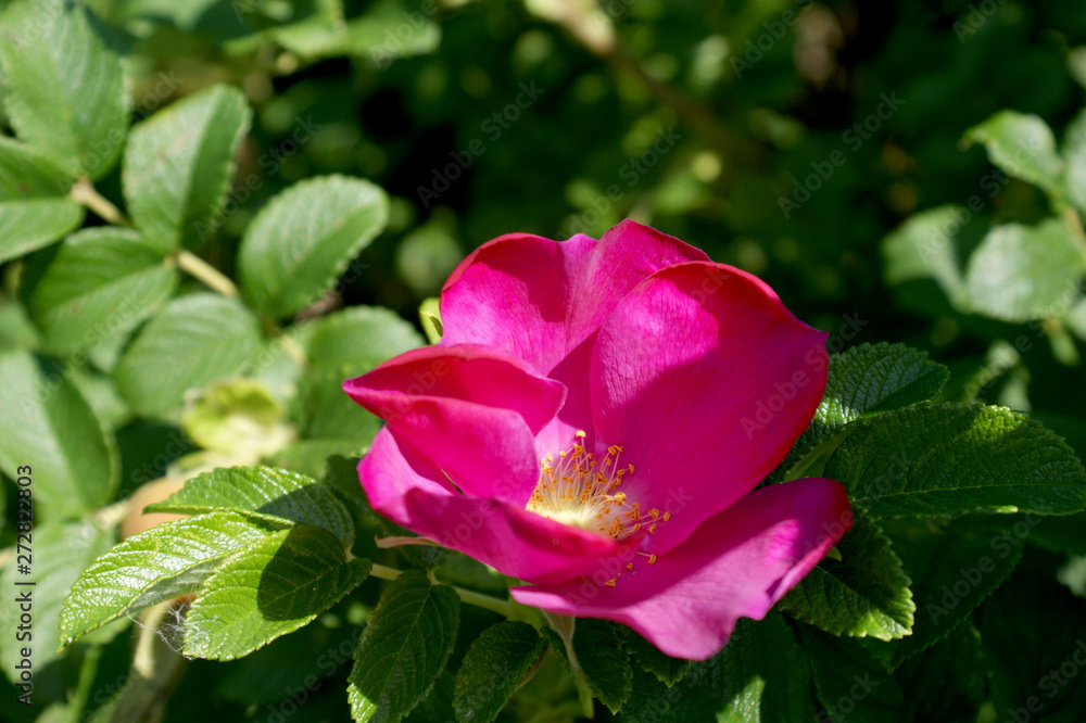 close-up of bright pink flower of a dogrose close-up of bright pink flower of a dogrose