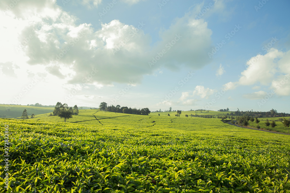 Yellow Tea Plantation and blue sky